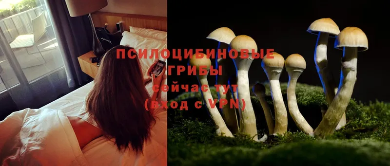 Псилоцибиновые грибы MAGIC MUSHROOMS  Болотное 